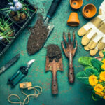 Spring gardening concept - gardening tools with plants, flowerpots and soil